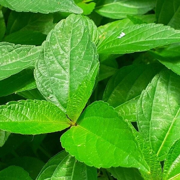 Acalypha virginica Feuille