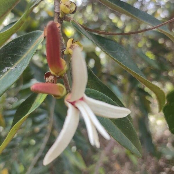 Xylopia aromatica Lorea