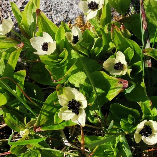 Cornus suecica 花