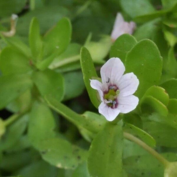 Bacopa monnieri Floare