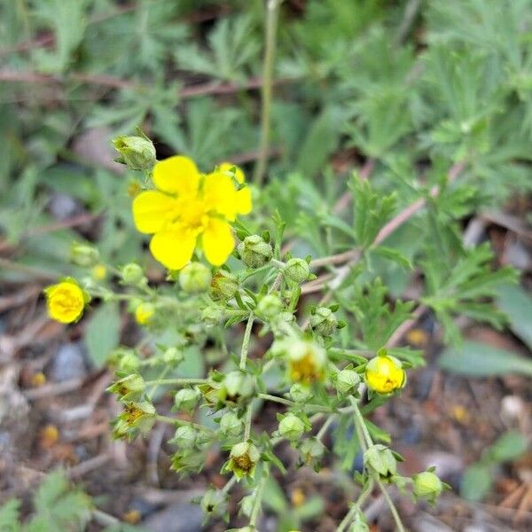 Potentilla argentea Fiore