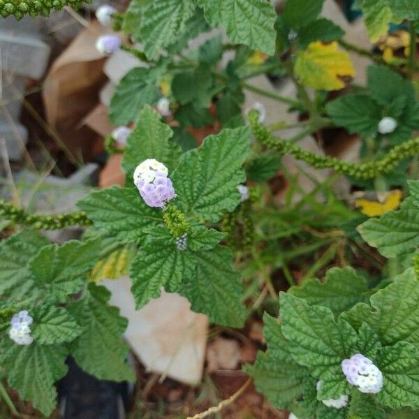 Heliotropium indicum Flower