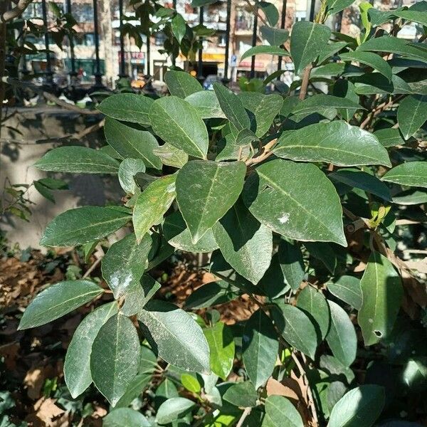 Elaeagnus pungens Fuelha