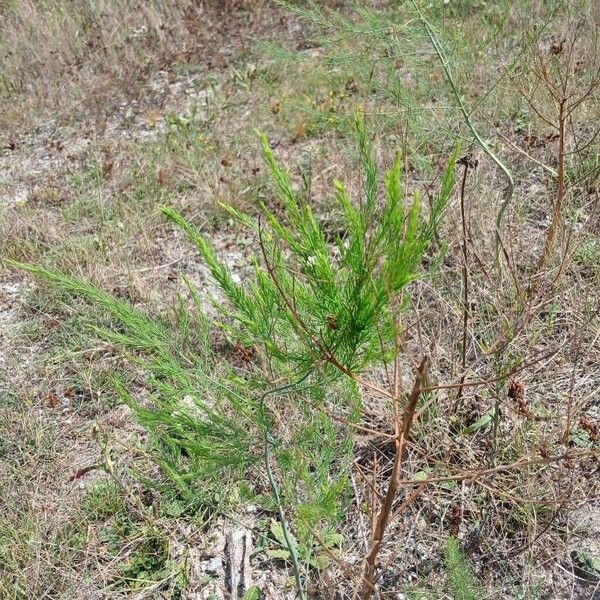 Asparagus officinalis Habitus