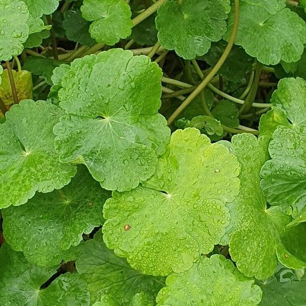 Hydrocotyle ranunculoides Лист