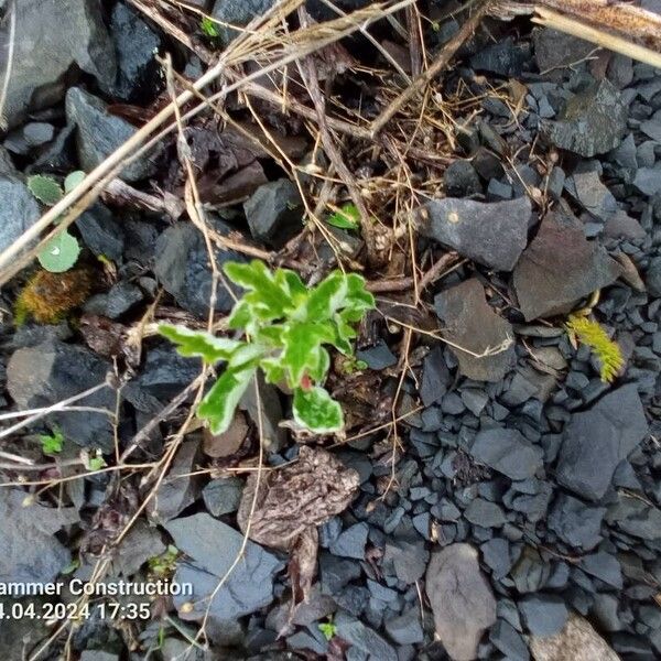 Eriophyllum lanatum List