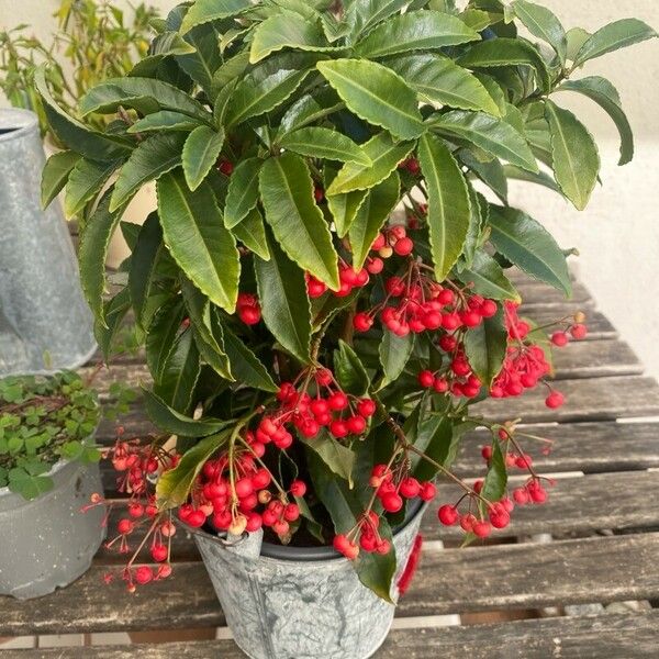 Ardisia crenata Leht