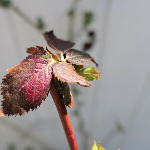 Rubus pensilvanicus Leaf