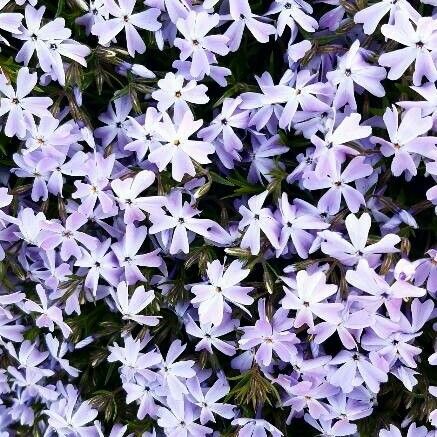 Phlox speciosa Blodyn