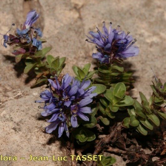 Veronica nummularia Other