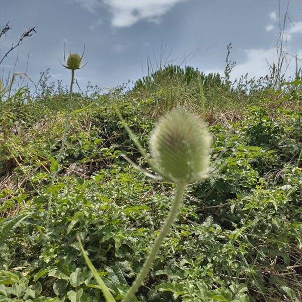 Dipsacus fullonum Blüte