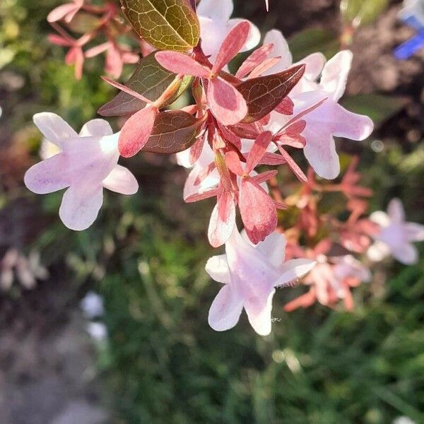 Abelia grandifolia Flor