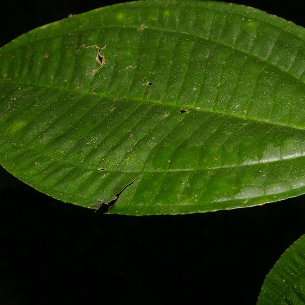 Miconia gracilis 葉