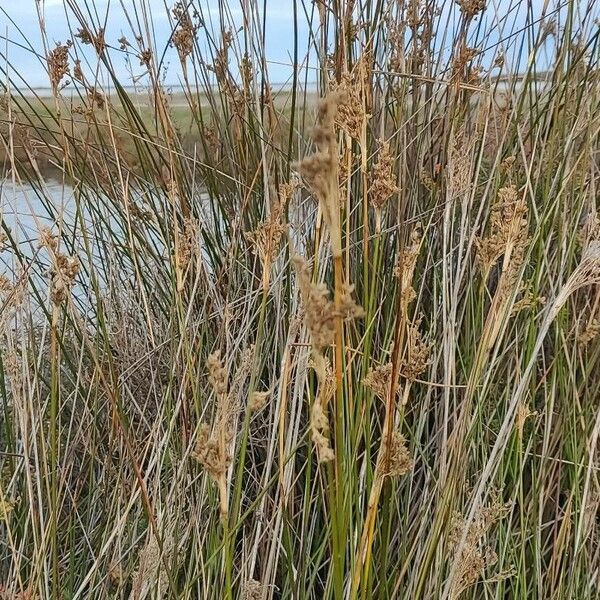 Juncus maritimus Virág