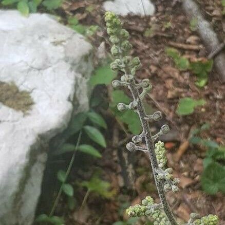 Veratrum nigrum 花