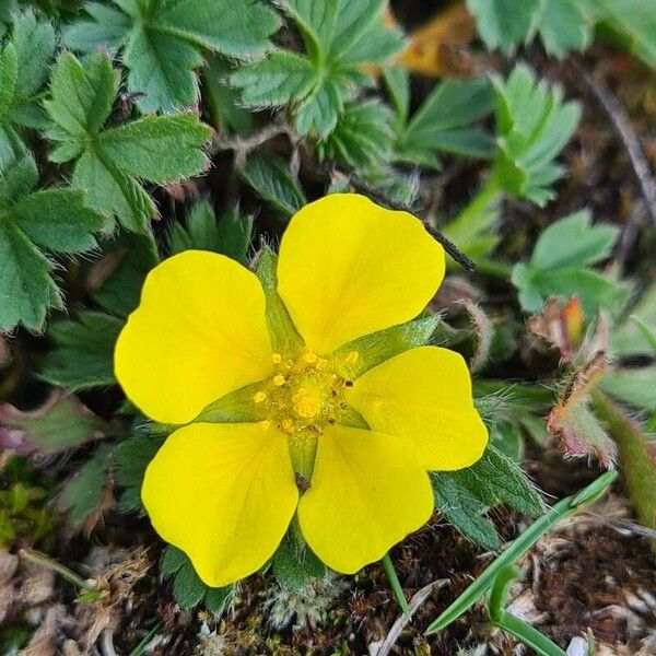 Potentilla crantzii Цветок