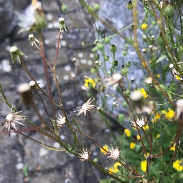 Crepis capillaris Fruit