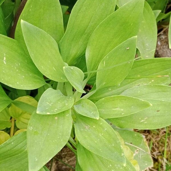 Alstroemeria ligtu List