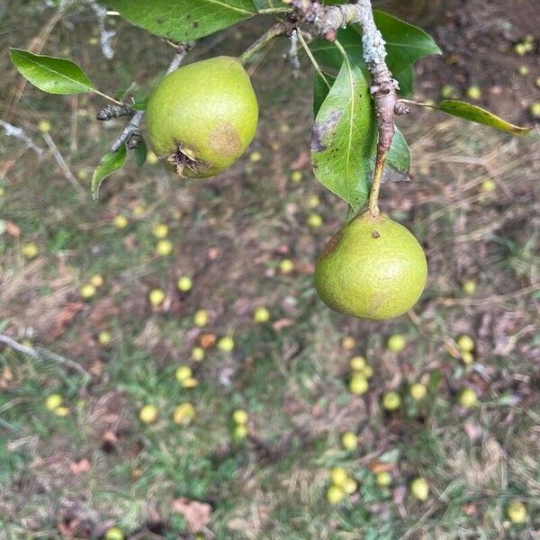 Pyrus spinosa Φρούτο