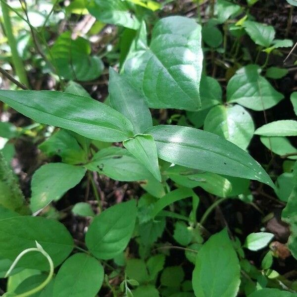 Oplismenus undulatifolius Leaf