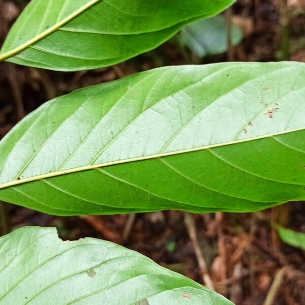 Pseudospondias longifolia Φύλλο