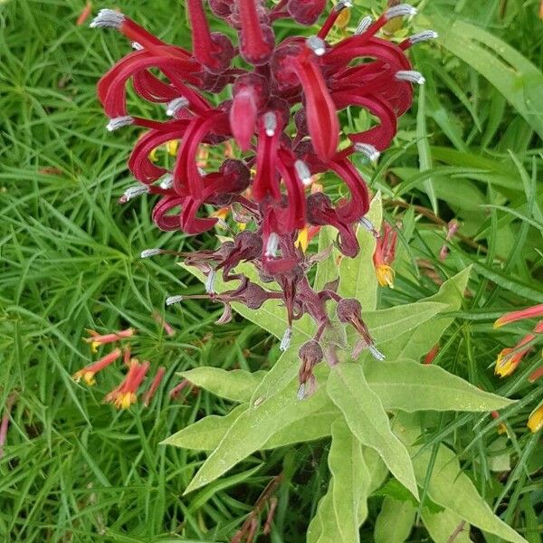 Lobelia tupa Flower