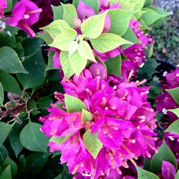 Bougainvillea spectabilis പുഷ്പം