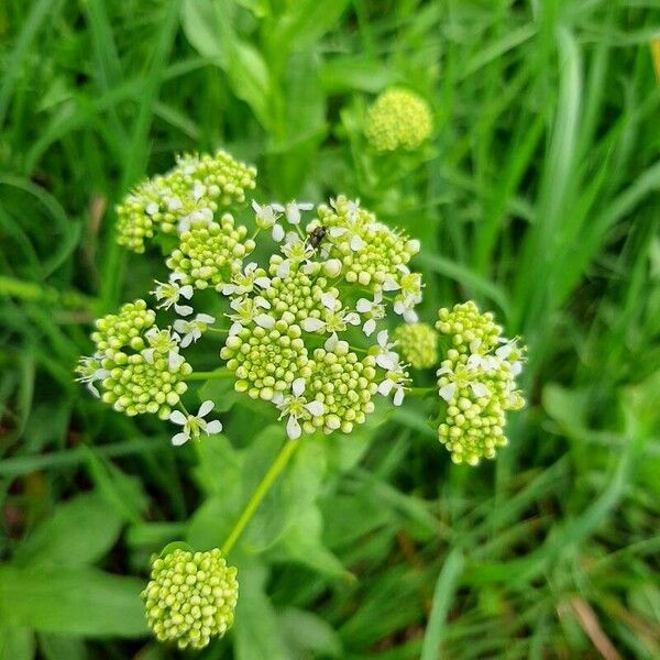 Lepidium draba Lorea