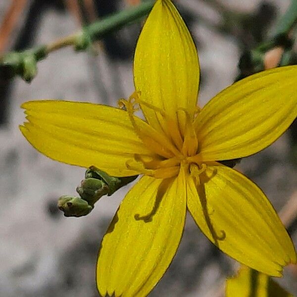 Lactuca viminea फूल