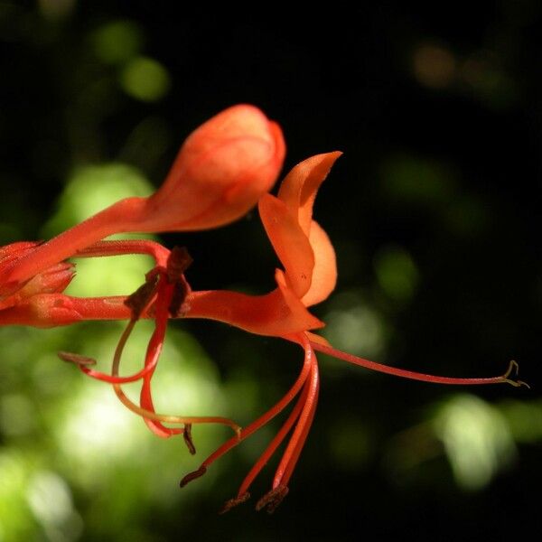 Clerodendrum speciosissimum Blüte