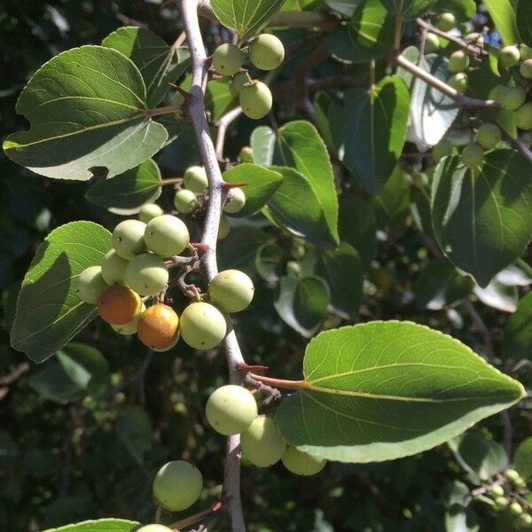 Ziziphus mucronata Fruit