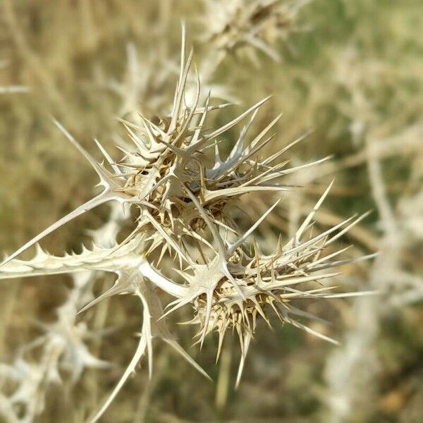 Scolymus maculatus Fruit