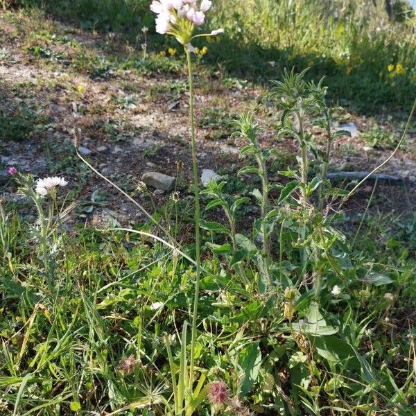 Allium roseum Hábito