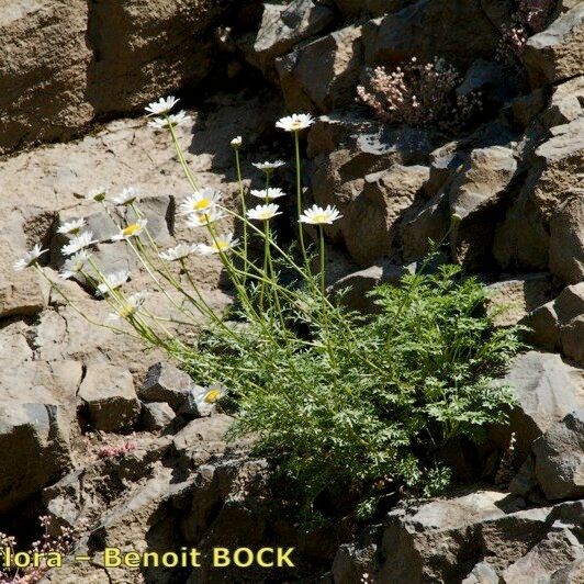 Leucanthemum monspeliense Costuma