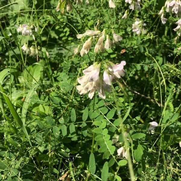 Vicia sylvatica Fleur