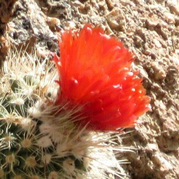 Parodia nivosa Flower