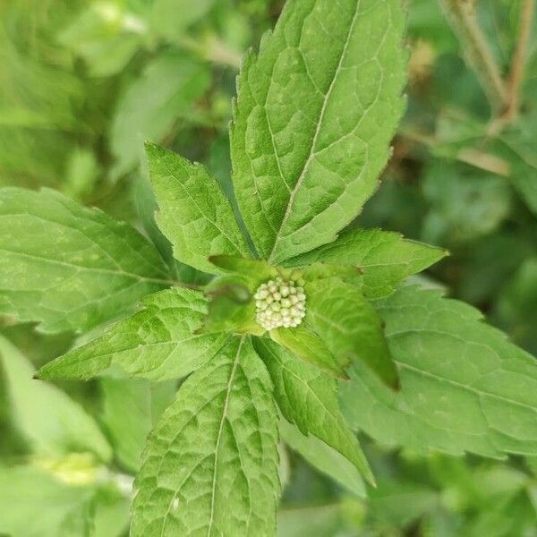 Eupatorium cannabinum Flower