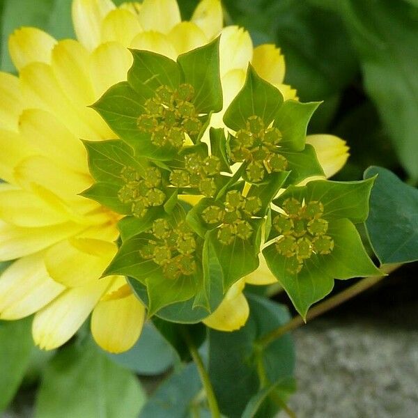 Bupleurum rotundifolium പുഷ്പം