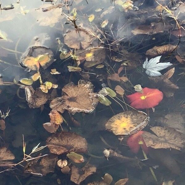 Nymphaea odorata Fuelha