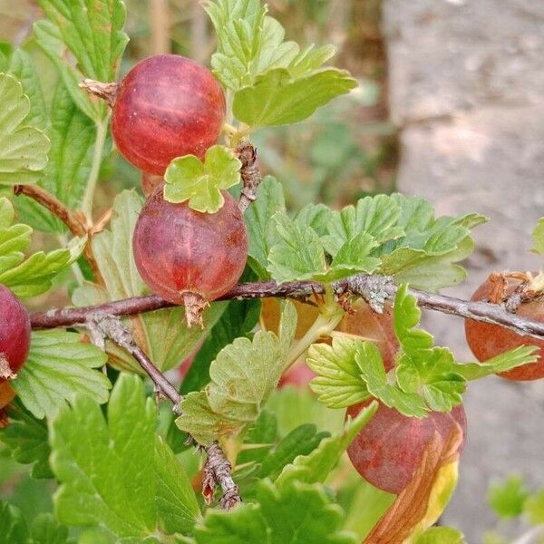 Ribes uva-crispa Frukto