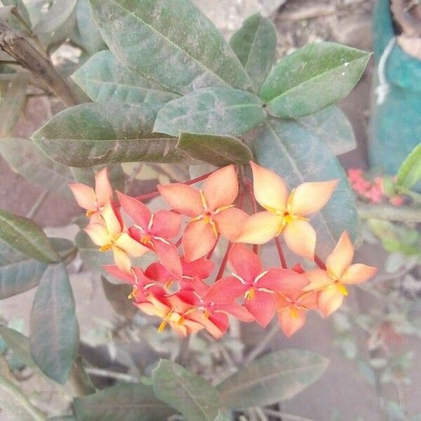 Ixora chinensis برگ