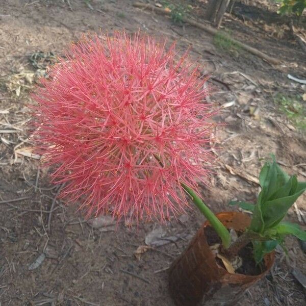 Scadoxus multiflorus Flower