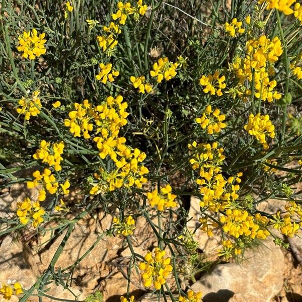 Coronilla juncea Floare