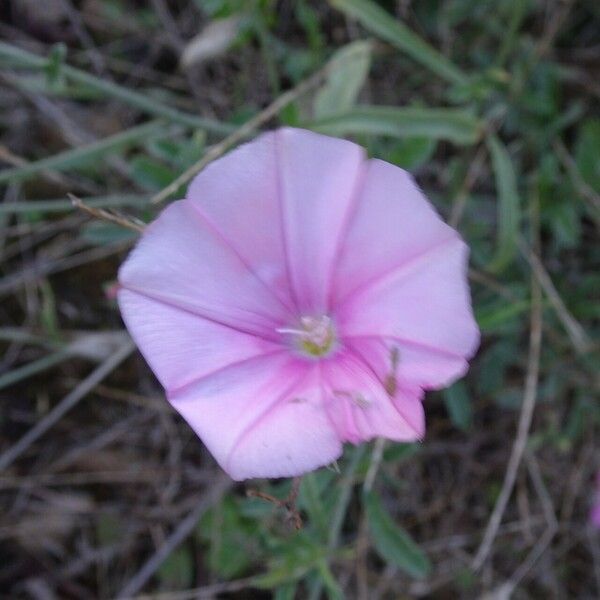 Convolvulus cantabrica Flor