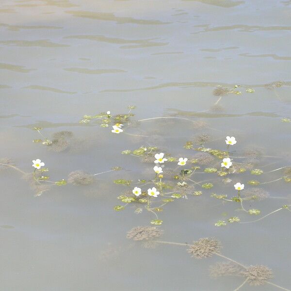 Ranunculus peltatus Flor