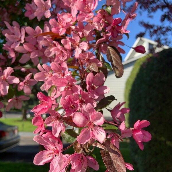 Prunus cerasifera Flor