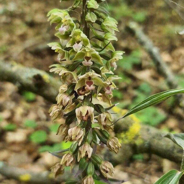 Epipactis purpurata Λουλούδι