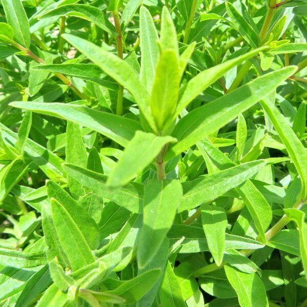 Scutellaria baicalensis Leaf