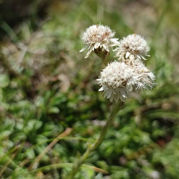 Antennaria dioica 花