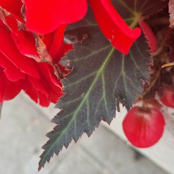 Begonia grandis Levél